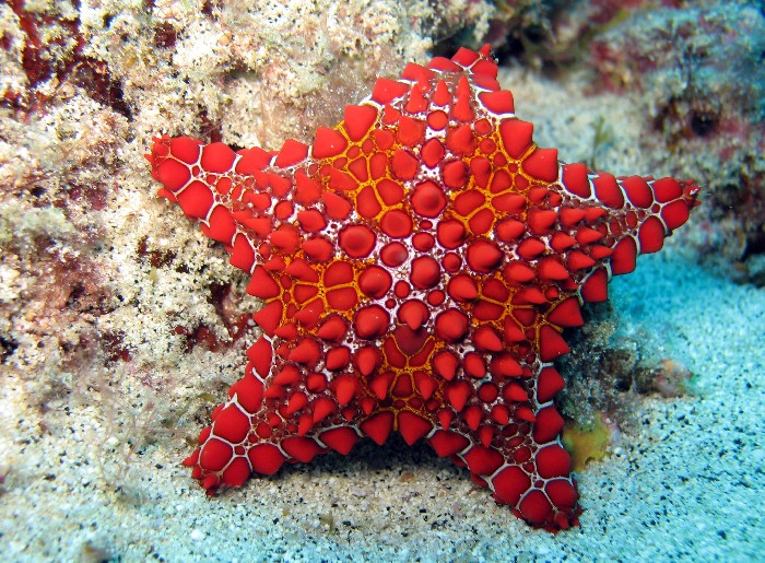 Goniaster tessellatus